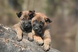 MALINOIS 1036